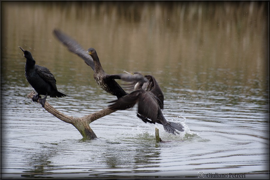 cormorano vs cormorano.